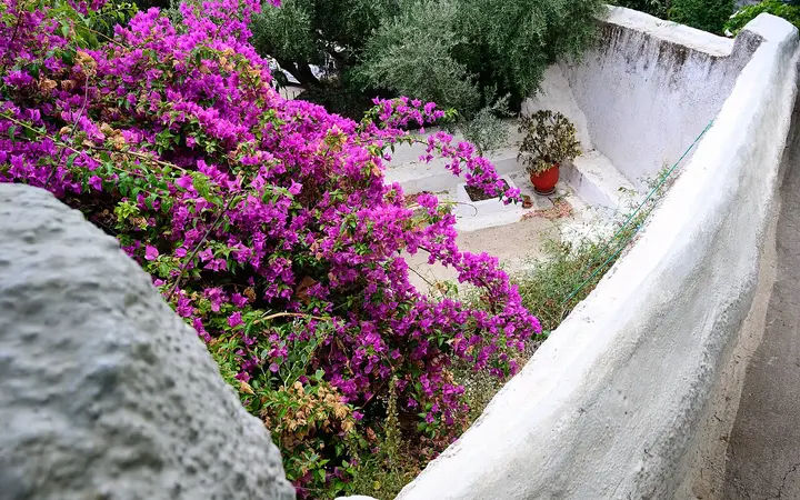 Whitewashed lane with bougainvillea in Anafiotika, Athens