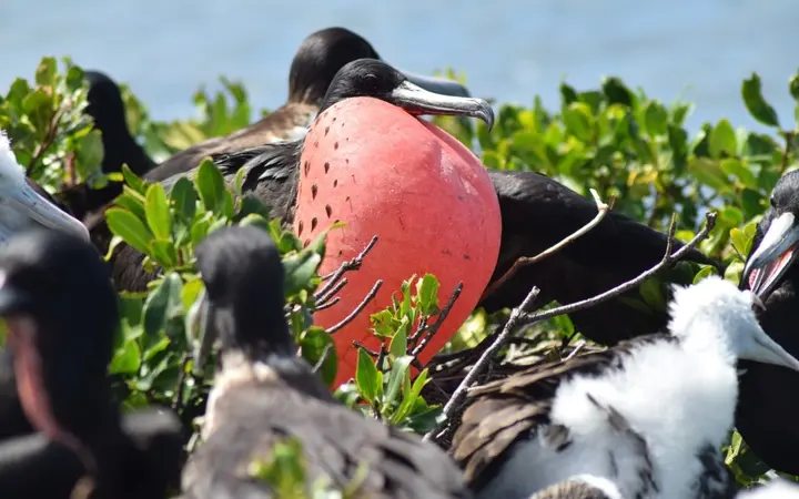 Frigate bird with its red throat pouch inflated among nesting birds in the mangroves