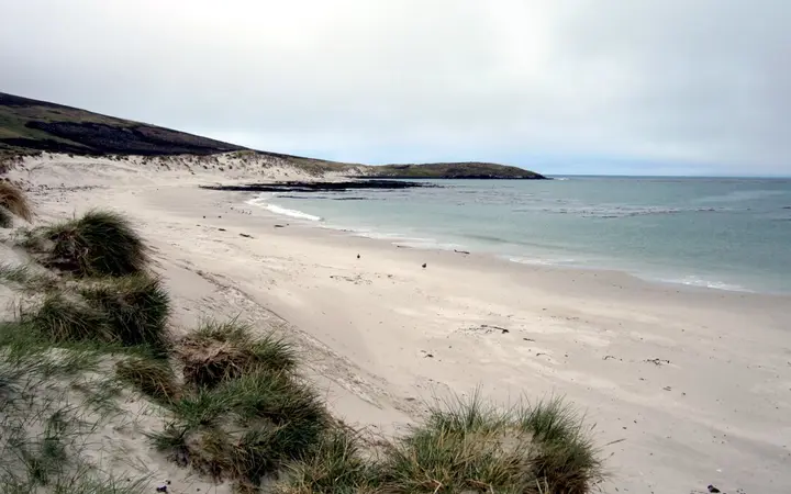 White sand and tussac grass at Leopard Beach on Carcass Island