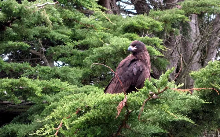 A striated caracara perched in a tree on Carcass Island