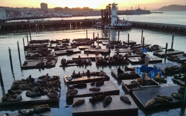 Sea lions resting on the floating docks at Pier 39, Fisherman's Wharf, with San Francisco Bay behind