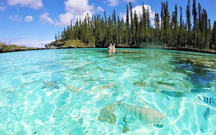 Fish in the clear turquoise water of the Natural Pool at Oro Bay, with columnar pines on the shore.