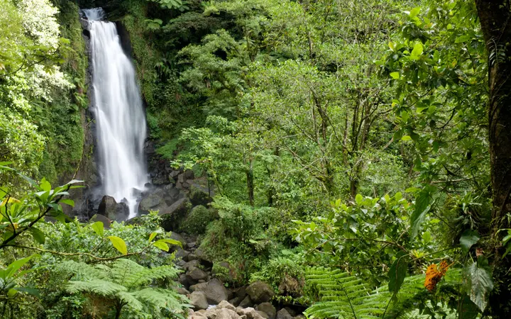Trafalgar Falls pouring through dense green rainforest in Dominica.