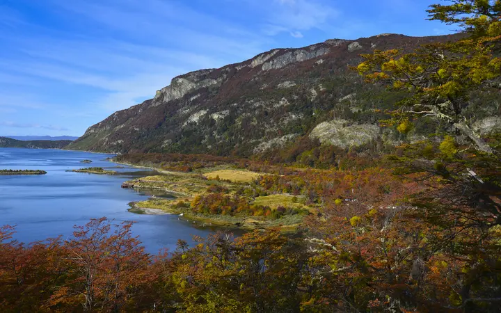 Autumn-coloured forest above a calm bay in Tierra del Fuego National Park under a blue sky.