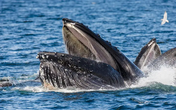 Humpback whales lunge-feeding with mouths open at the surface of Icy Strait, Alaska